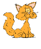 Scampi the cat